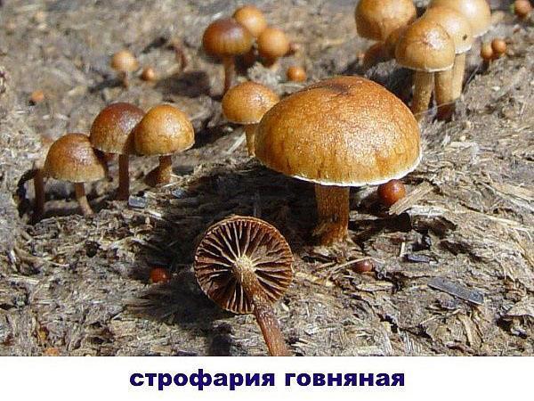 stropharia hovno