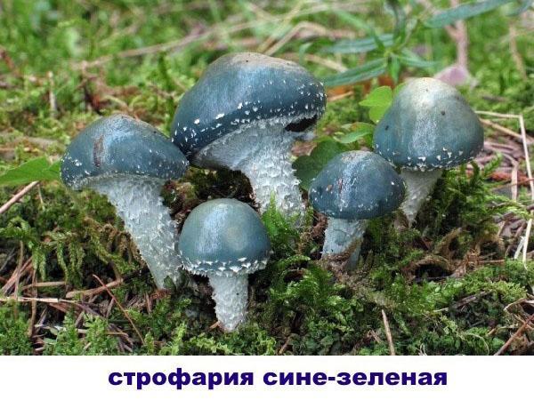 Stropharia สีน้ำเงิน - เขียว