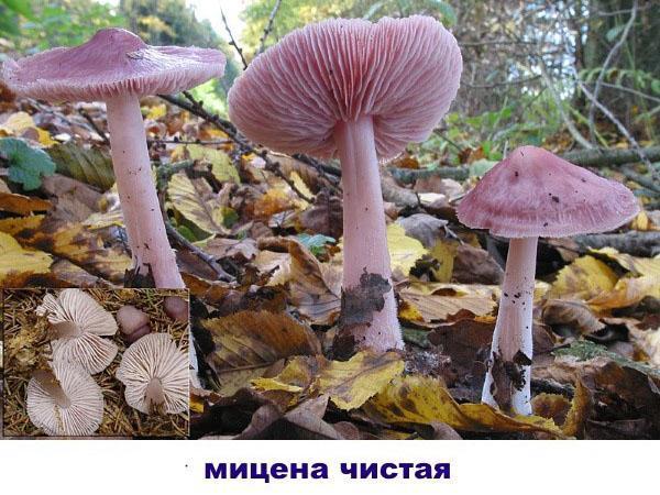 čistá mycena