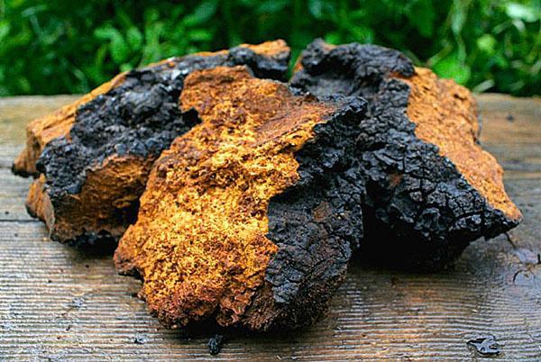 การเก็บเกี่ยวเห็ด chaga