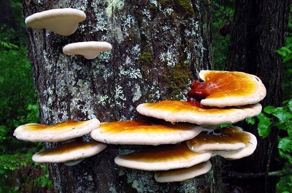 houba reishi