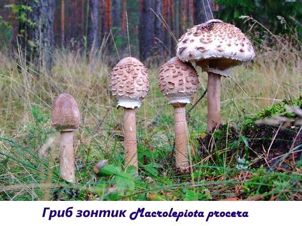 Houbový deštník Macrolepiota procera