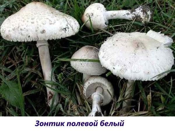 parasol polowy biały