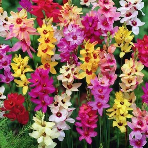 ixia mix