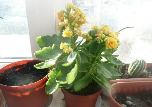 kalanchoe