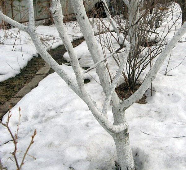 śnieg w ogrodzie