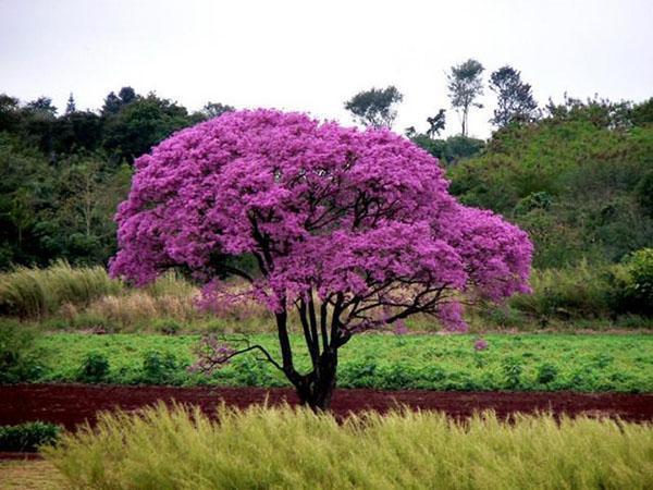 mauretreet blomstrer