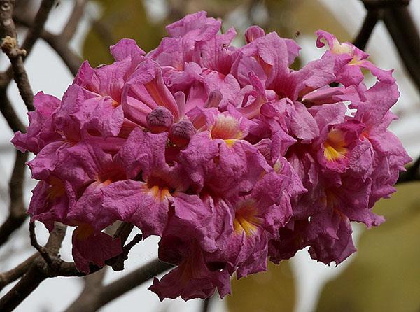 lyse blomster av mauretreet