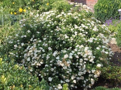 spirea bush