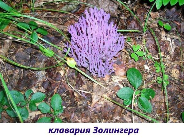 Clavaria solinger เห็ด