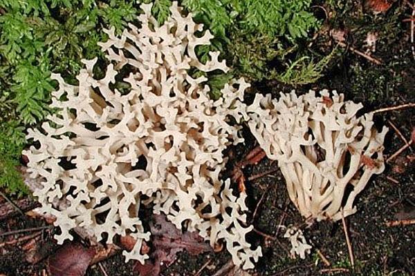 snøhvit clavaria