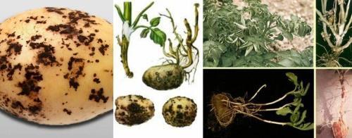 rhizoctonia