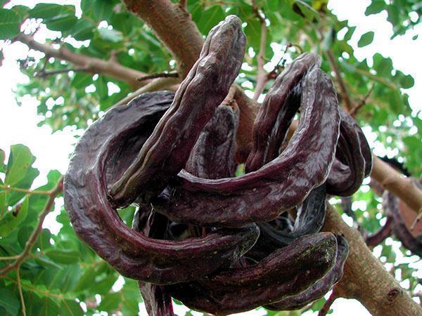 carob