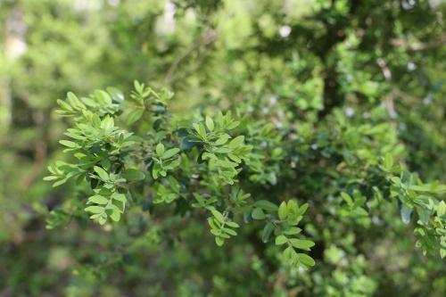 Colchis boxwood