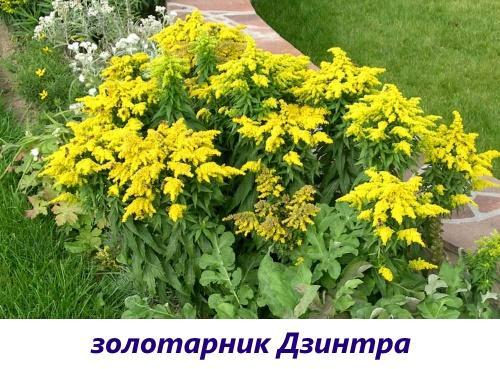 goldenrod zintra