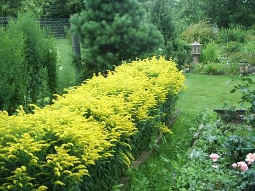 goldenrod hybrid