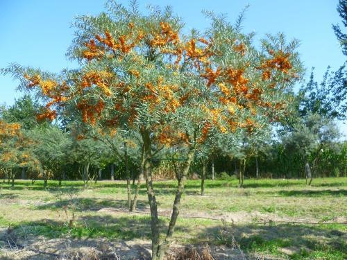 ต้นไม้ทะเล buckthorn