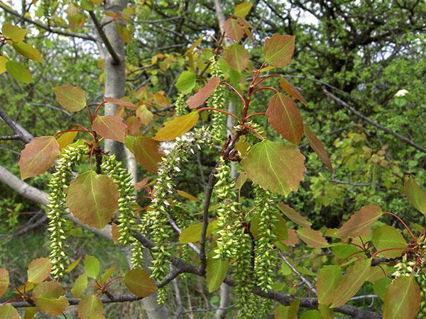 asp blomstrer