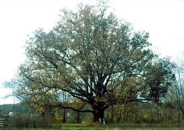 potężny dąb