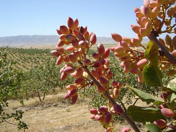 plantacja pistacji