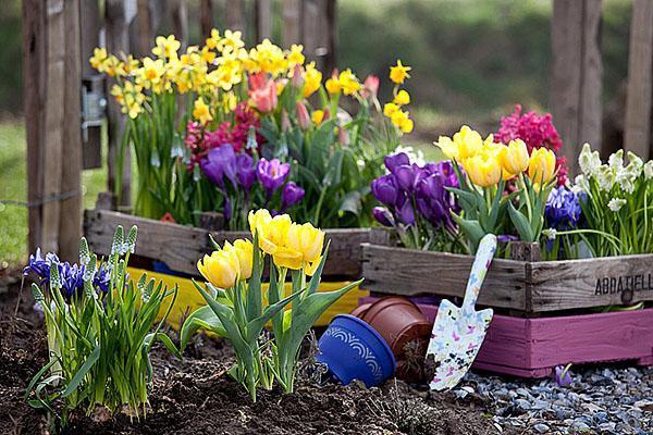 vokser tidlige blomster i landet