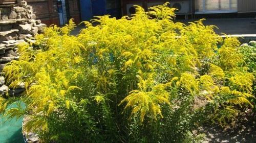 goldenrod josephine