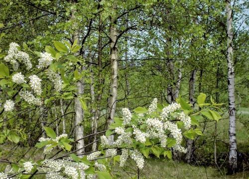 fuglekirsebær i skogen