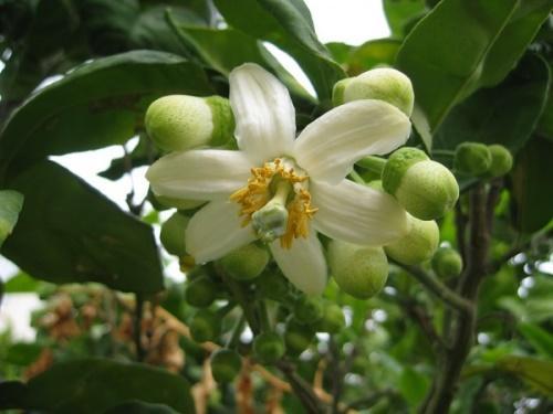 blomstrende pomelo