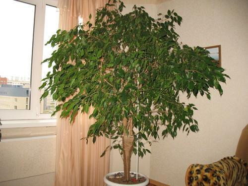 ficus w pokoju