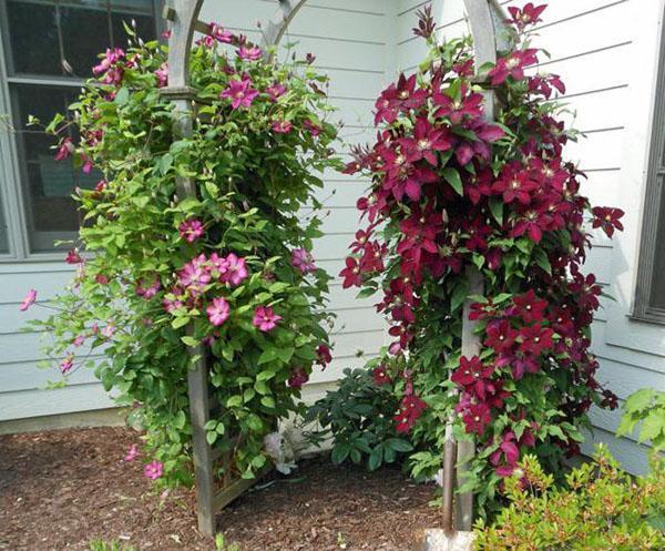 clematis på sommerhuset deres