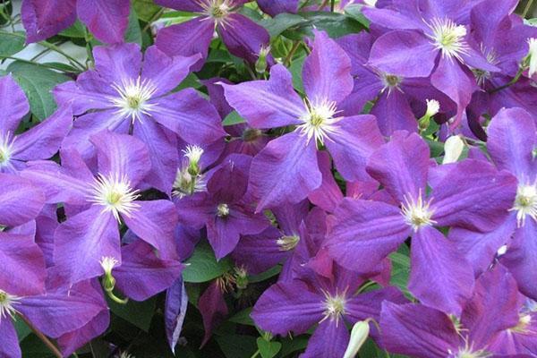 clematis variasjon Zhakman