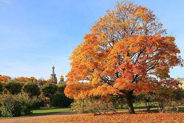 jasne liście klonu jesienią