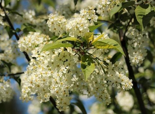 når fuglekirsebær blomstrer