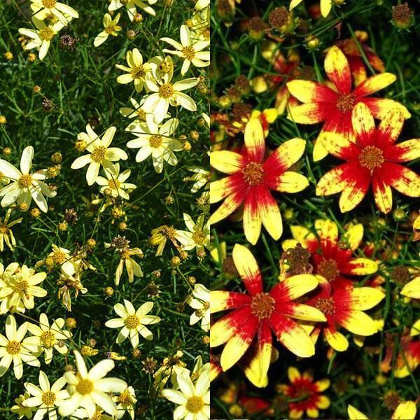 lyse blomster av coreopsis