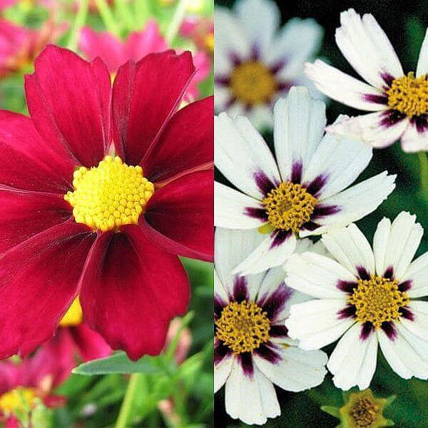 coreopsis v zahradě