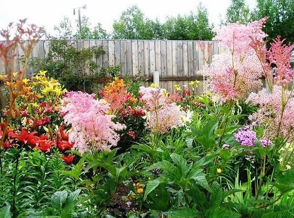 Meadowsweet ma właściwości lecznicze