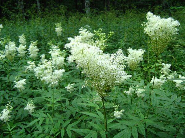 Meadowsweet