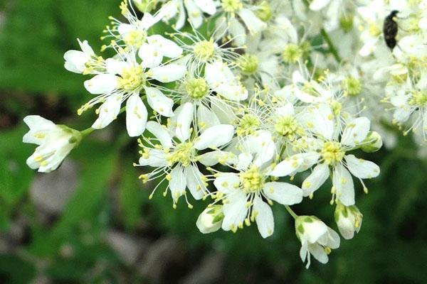 meadowsweet meadowsweet