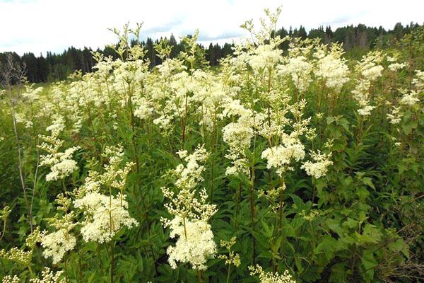 Meadowsweet na wolności