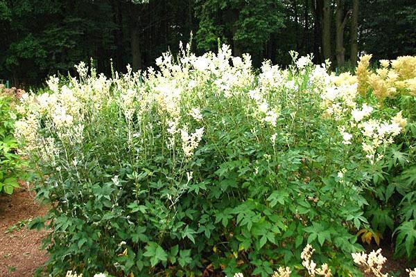 Meadowsweet