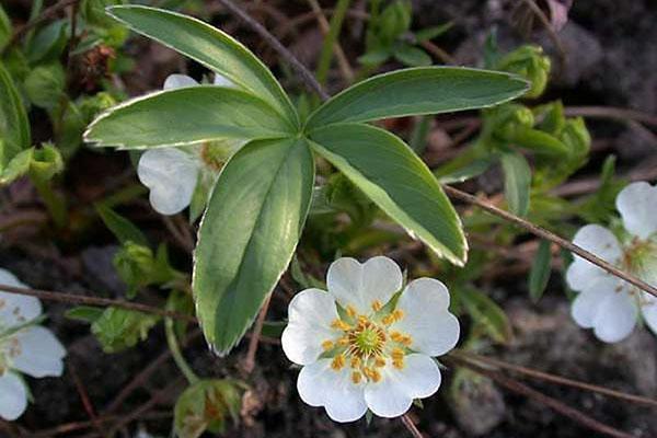 cinquefoil blomstrer