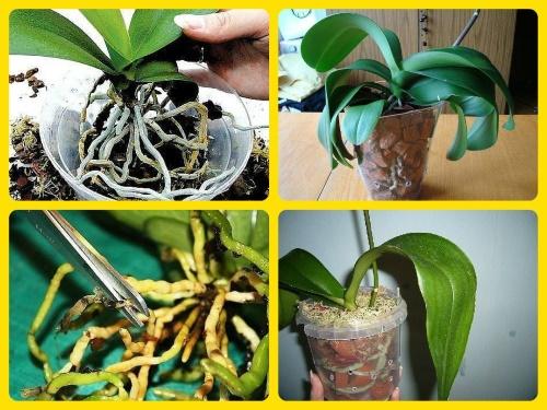 transplantace orchideje