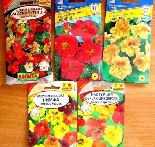 เมล็ด nasturtium