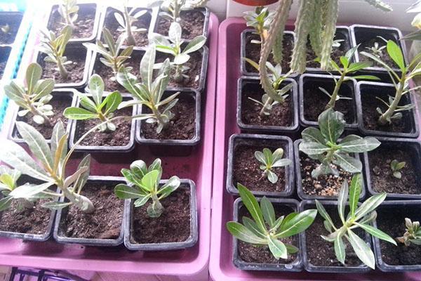 adenium z nasion