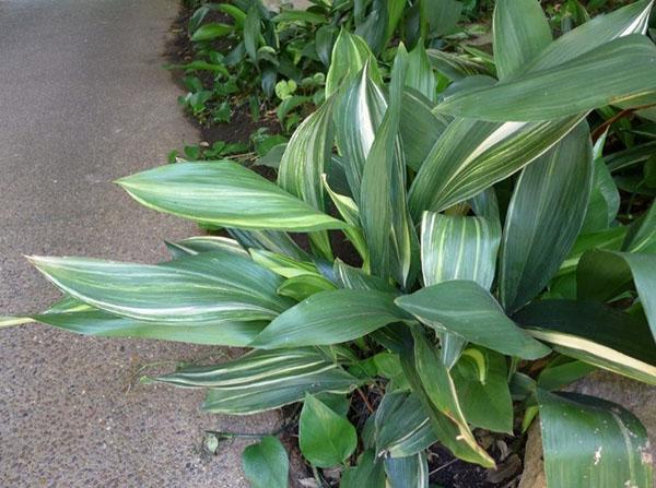 aspidistra ที่บ้าน