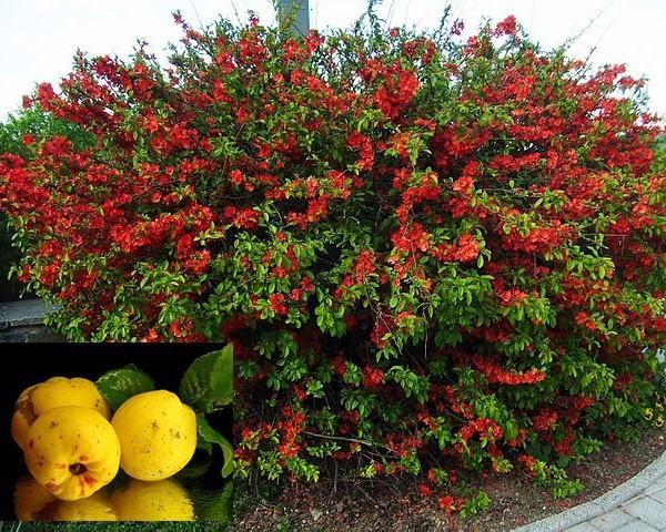 blomstrende japansk kvede og frukt