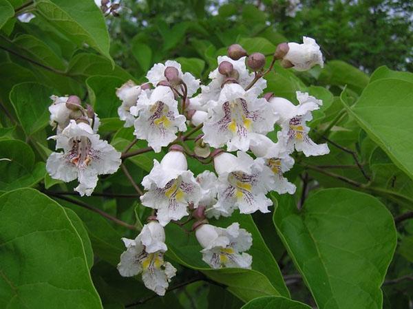 Catalpa blomstrer