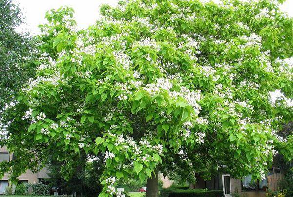 catalpa tre