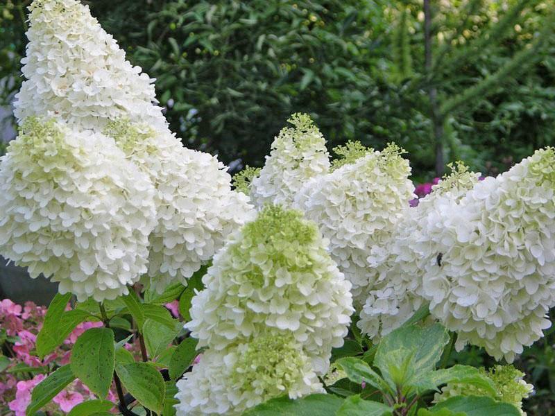 frodig hortensia blomstrer