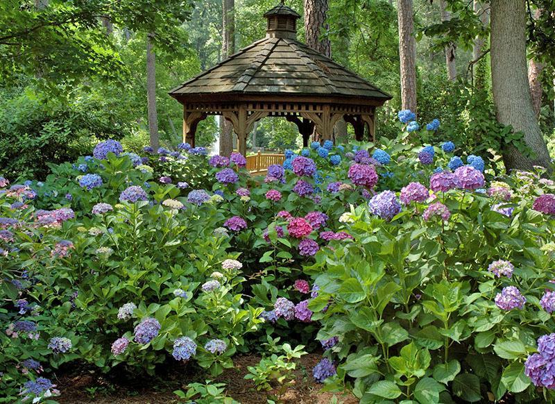 varianter av hortensia i hagen